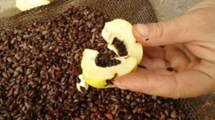 Sakarya Orman Fidanlık M&uuml;d&uuml;rl&uuml;ğ&uuml;'nde Sonbahar Tohum &Uuml;retim &Ccedil;alışmaları Başladı