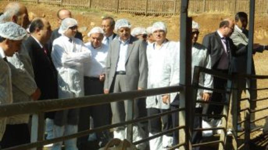 Bakan Eker, Ke&ccedil;i &Ccedil;iftliğini Gezdi