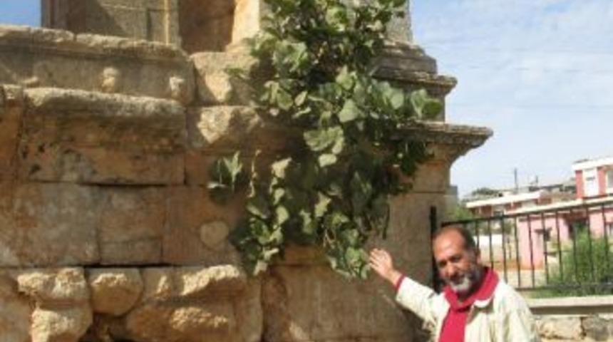 Anıt Mezarın Duvarından &Ccedil;ıkan Ve Meyve Veren İncir Ağacı G&ouml;renleri Şaşırtıyor