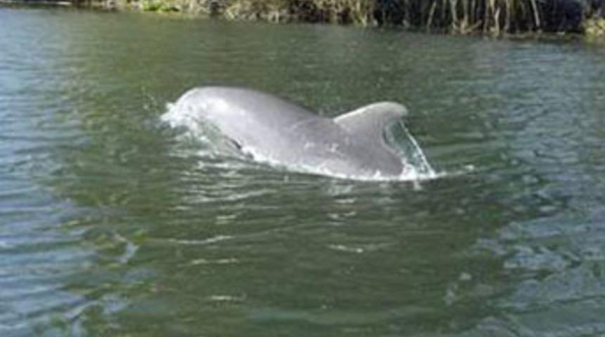 Sakarya Nehri'nde yunus g&ouml;r&uuml;ld&uuml;