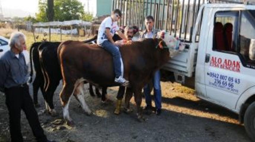 Promosyonlu Kurbanlıklar G&ouml;r&uuml;c&uuml;ye &Ccedil;ıktı; 2 Boğa Alana, 1 Boğa Ve 3 Ko&ccedil; Hediye