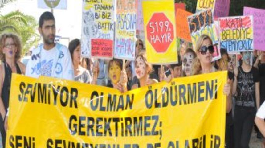 Hayvan Severler, Kedi, K&ouml;pekle Y&uuml;r&uuml;y&uuml;p D&uuml;d&uuml;k &Ccedil;aldı