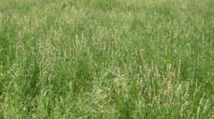 Mera Islah Projeleri Ile Başkent'in Bozkırları Yeşeriyor