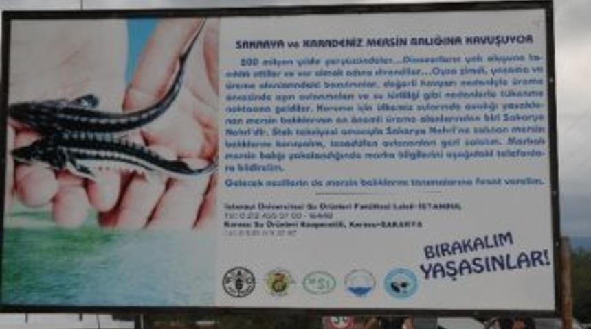 Bırakın Mersin Balığını Yaşatalım