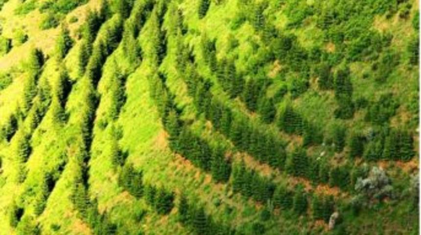 1 Milyon Hektar Alanda Erozyon Kontrol &Ccedil;alışması Yapıldı