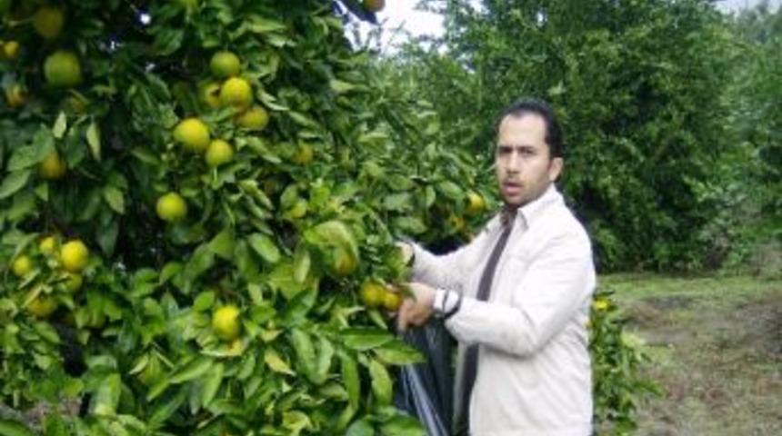 Suriye&rsquo;deki Olaylar Narenciye İhracatını Vurdu