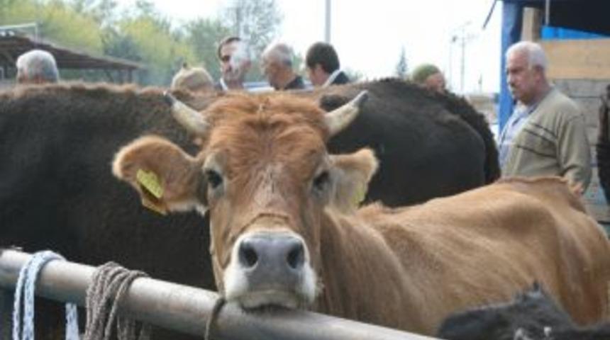 D&uuml;zce Tarım İl M&uuml;d&uuml;rl&uuml;ğ&uuml;'nden Kurban Uyarısı