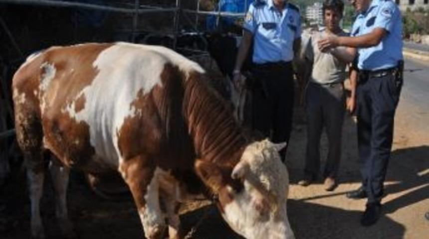 Kurban Satıcıları Uyarıldı