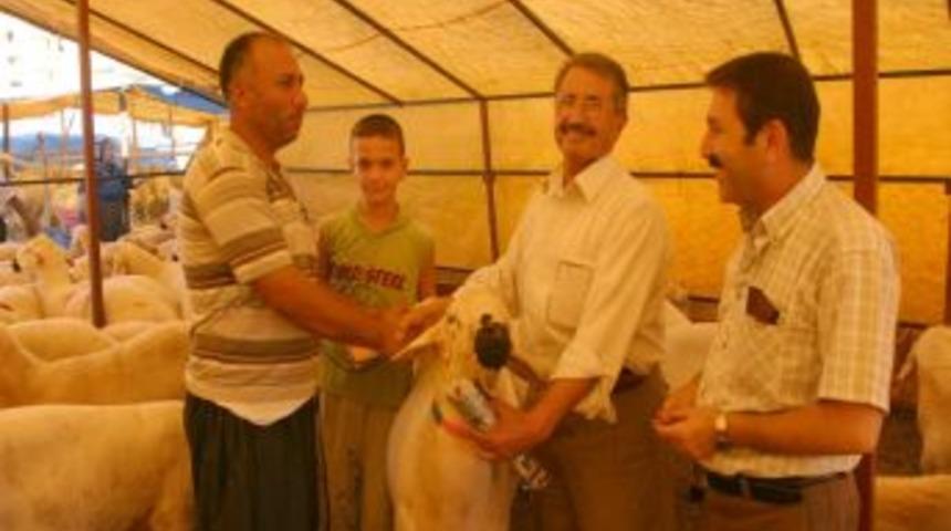 Kurbanlık Pazarı A&ccedil;ıldı, Vatandaş B&uuml;t&ccedil;esine Uygun Hayvan Arıyor