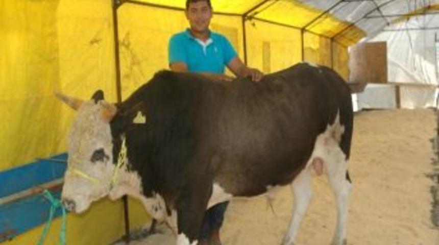 &Ccedil;orlu`da Kurbanlıklar Pazara İndi