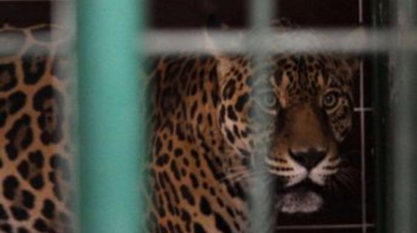 '&ccedil;elik' 'hasret'ine Kavuştu