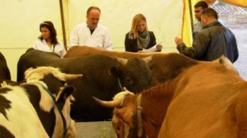 Trabzon İl Gıda, Tarım Ve Hayvancılık M&uuml;d&uuml;rl&uuml;ğ&uuml;&rsquo;nden Kurbanlık Uyarısı