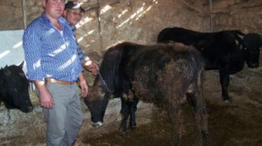 Kurbanlıklar Alıcı Bekliyor