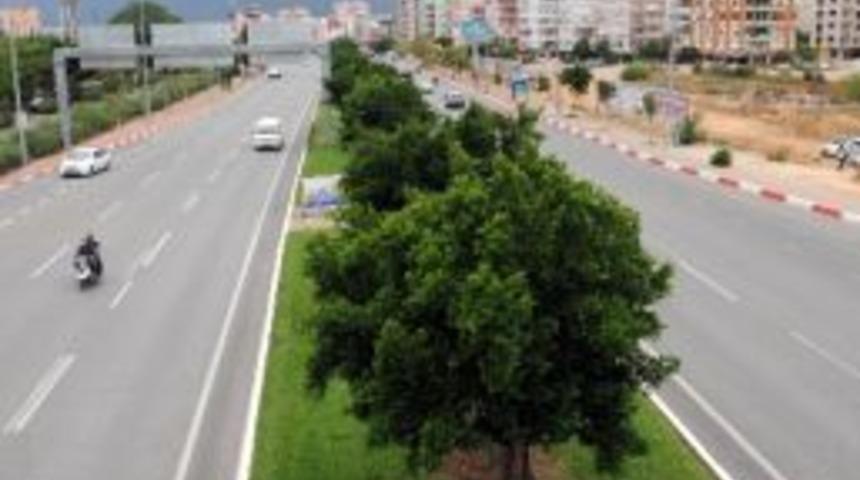 Atat&uuml;rk Bulvarı&rsquo;na Turun&ccedil; Ağacı Dikiliyor