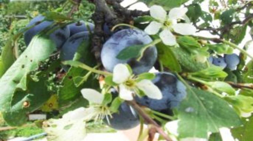 Strese Giren Meyveler Sonbaharda &Ccedil;i&ccedil;ek A&ccedil;tı