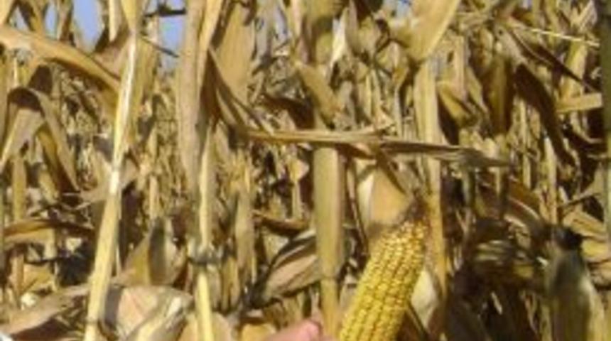 Aydın'da Mısır Hasadı Devam Ediyor