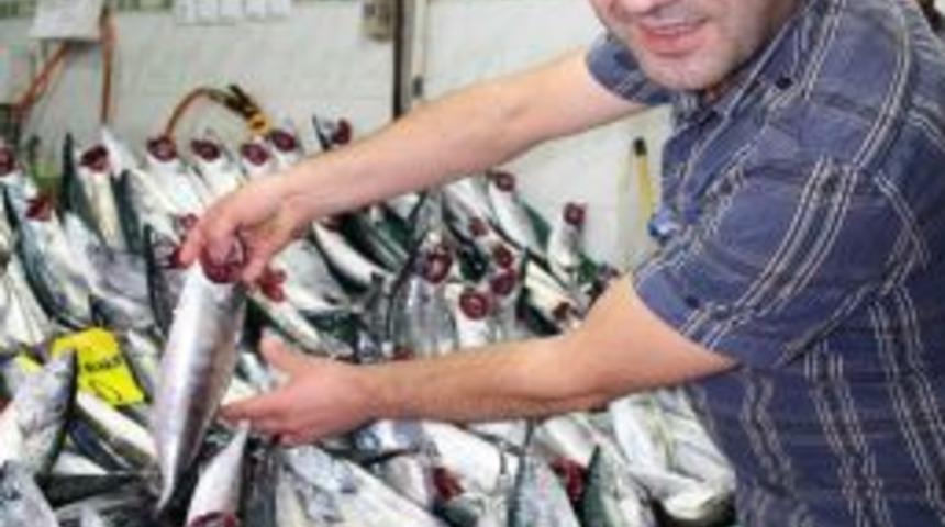 Havalar Sıcak Gidince Palamut Bollaştı