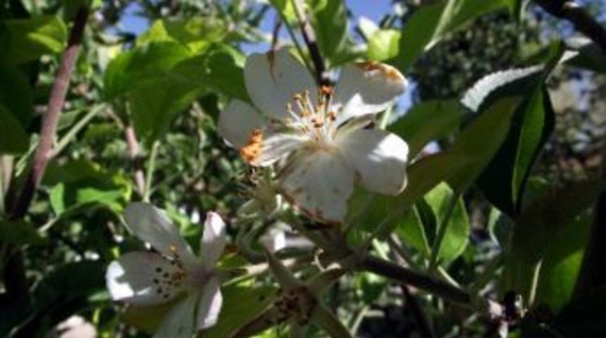 Elma Ağacı &Ccedil;i&ccedil;ek A&ccedil;tı