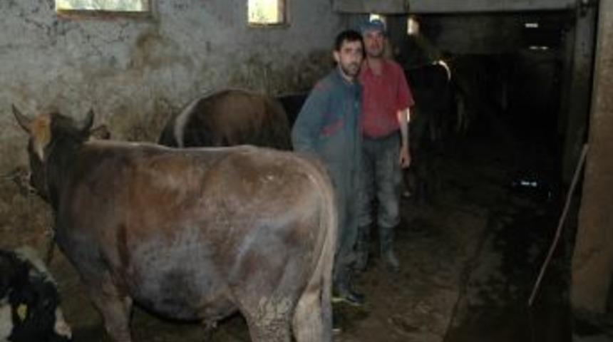 Suşehri&rsquo;nde Besiciler Kurban Satışlardan Umutlu