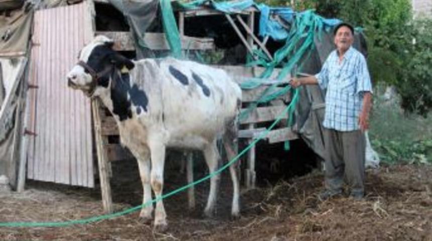 &Uuml;&ccedil;g&uuml;n Hastalığı Besicileri Tedirgin Ediyor