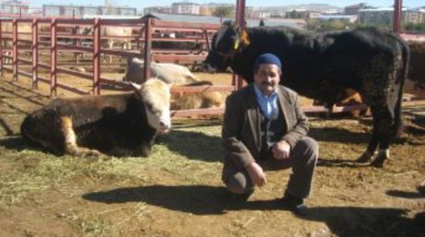 Kurban Satıcıları Fiyatların D&uuml;ş&uuml;kl&uuml;ğ&uuml;nden Şikayet&ccedil;i