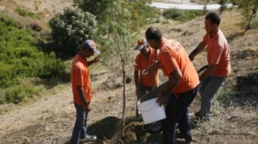 Sel&ccedil;uk Fidanlığı, Fıstık &Ccedil;amları İle Yeşerecek