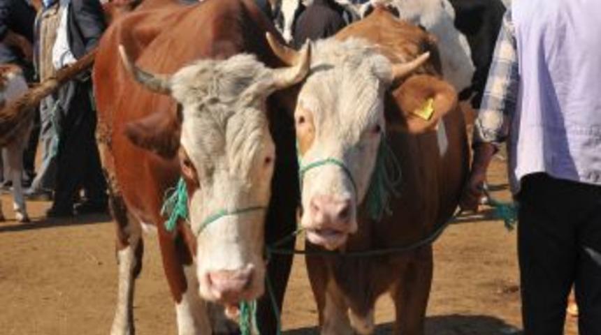 Çorum'da Kurban Pazarı Hareketlendi