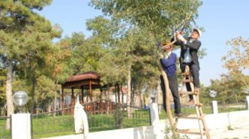 Bolvadin'de Ağa&ccedil;landırma &Ccedil;alışmaları S&uuml;r&uuml;yor