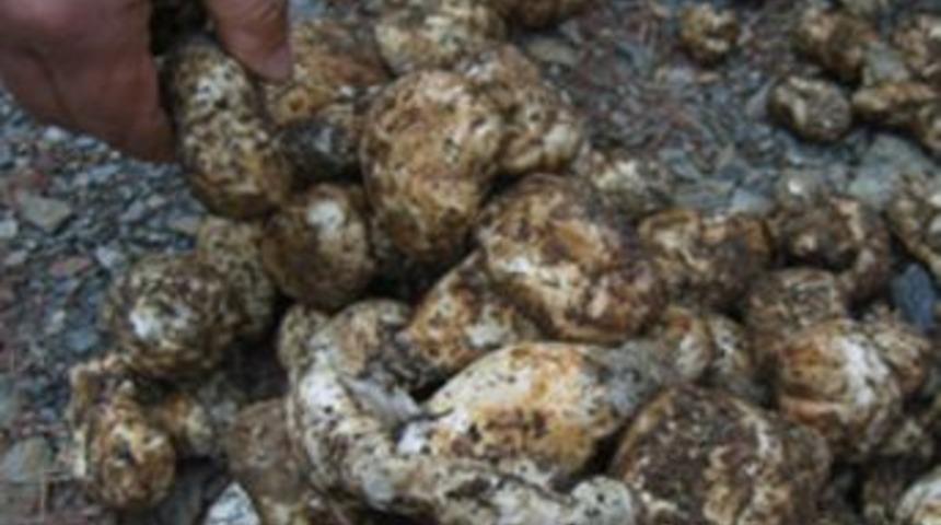 Sedir Mantarı Orman K&ouml;yl&uuml;s&uuml;n&uuml; Kalkındıracak