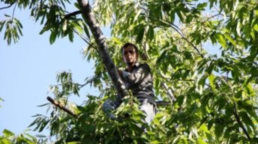 Sarıg&ouml;l&rsquo;de 600 Ton Kestane Rekoltesi Bekleniyor