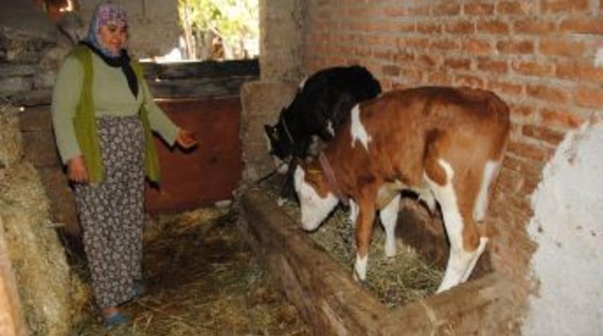 Manavgat'ta 754 Kişi 172 Bin Lira Buzağı Desteği Aldı