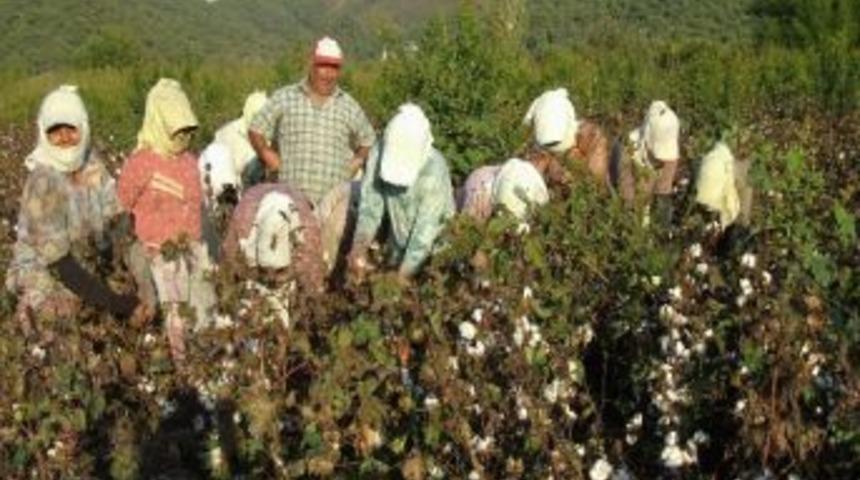 Ortaca&rsquo;da Pamuk Hasadına Başlandı