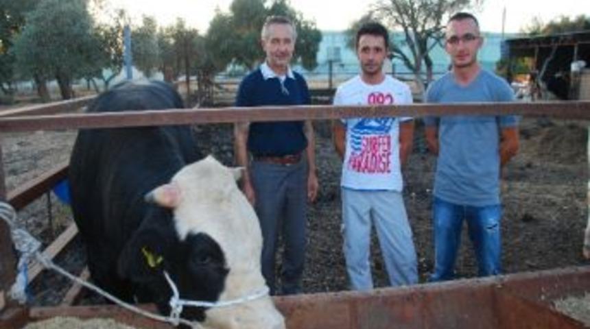 Mangalına Kadar Kurban