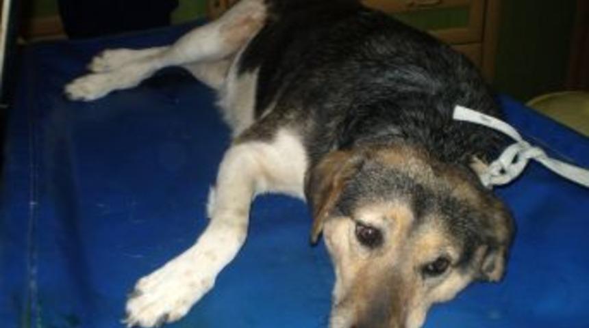 Sokak K&ouml;peğine Kemoterapi Uygulanacak