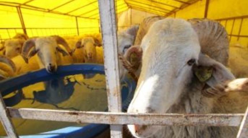 Konak&rsquo;ta Kurban&rsquo;a Hijyen Şartlar