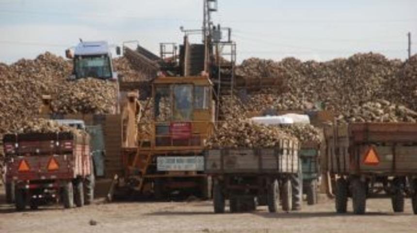 Şeker Fabrikası&rsquo;nda Pancar Kuyruğu