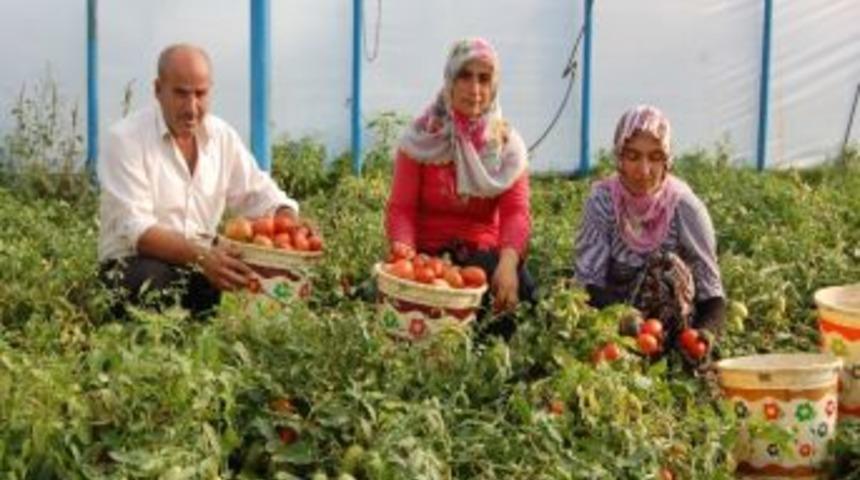 Sezon Boşluğunu Domates Ekerek Değerlendirdi