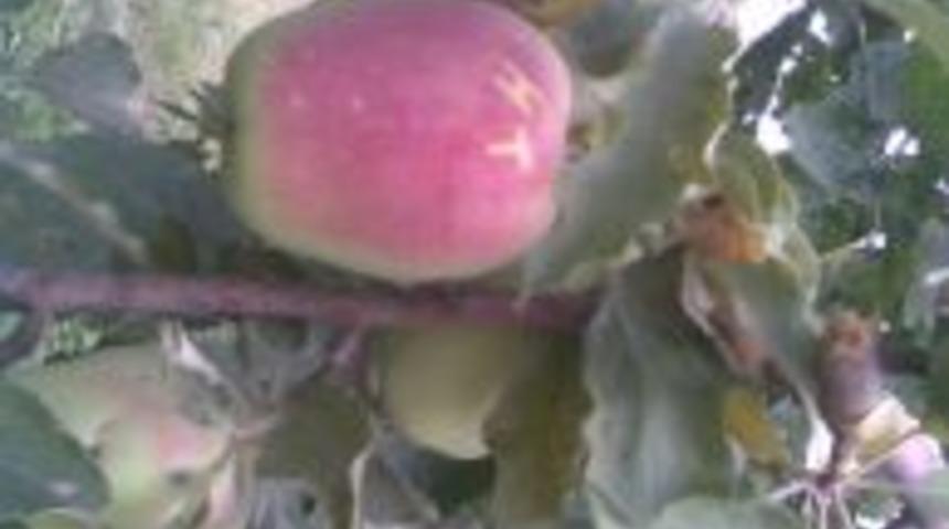 uzun elmalar yarışmaya hazır