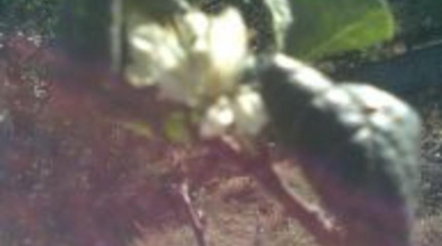 Sonbaharda Elma Ağacı &ccedil;i&ccedil;ek a&ccedil;tı,