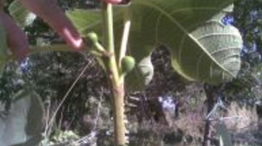 Kağızman'da ilk incir fidesi yetiştirildi