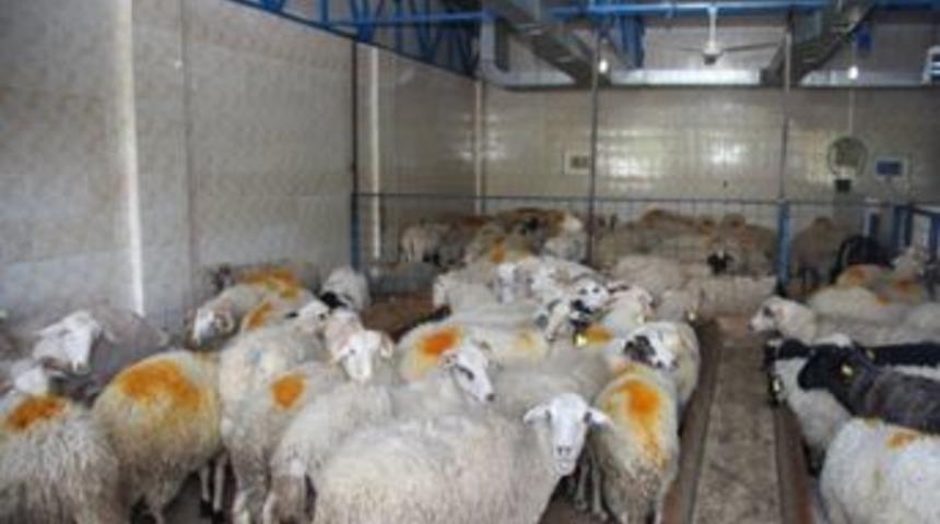 Kurban kesim işlemi LED ekranda