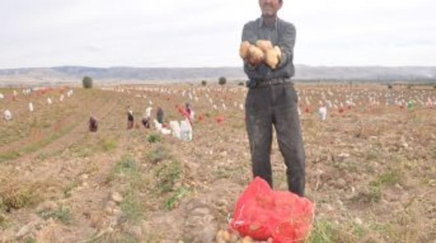 Afyon&rsquo;da Rekolte Y&uuml;zde 15 Arttı, Patatesin Y&uuml;z&uuml;ne Bakan Yok