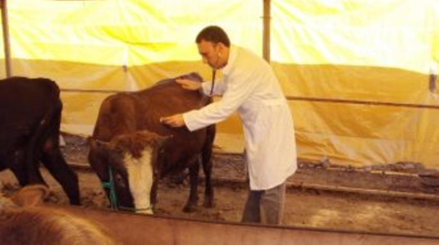 Kdz. Ereğli&rsquo;de Kurbanlık Yakalama Timi Oluşturuldu