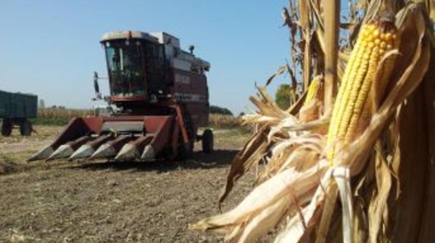 G&uuml;bretaş'ın &Ouml;zel Mısır G&uuml;bresiyle Y&uuml;zde 20 Verim Artışı Sağlandı