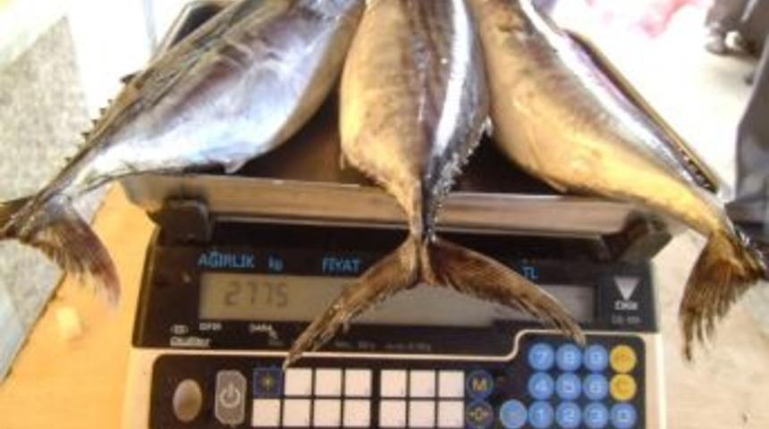 Palamut Bolluğu Vatandaşa Yaradı