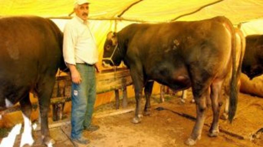 750 Kilogramlık Boğa 8 Bin Tl