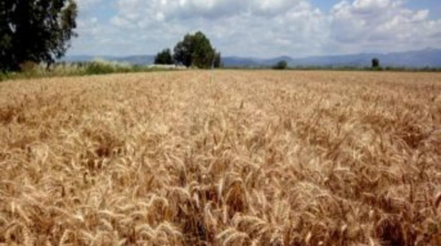 Hububat Ve Baklagilde Fark &Ouml;deme M&uuml;racaatları Başladı