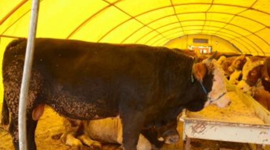 Kurbanlıklar Canlı Ağırlığıyla Kilosu 10 Liradan Satılıyor