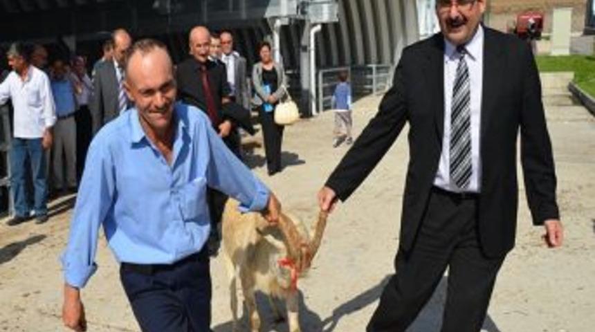 Balıkesir'de 28 Yetiştiriciye 39 Damızlık Saanen Tekesi Dağıtıldı