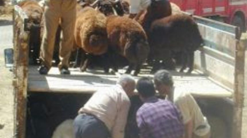 Kurban &Ouml;ncesi Hayvan Nakliyatı Yakın Takibe Alındı